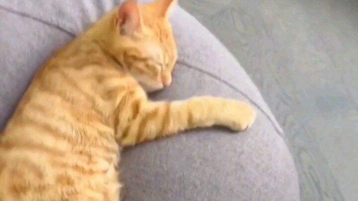 How to quickly wake up a cat