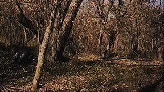 The Blair Witch Project | 1999