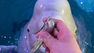 Lagi-lagi membuat Xiao Hei marah