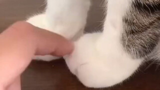 Two-legged beast, please respect yourself
