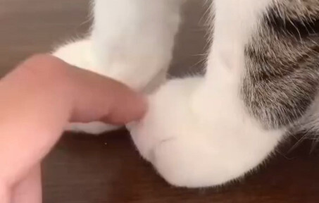 Two-legged beast, please respect yourself