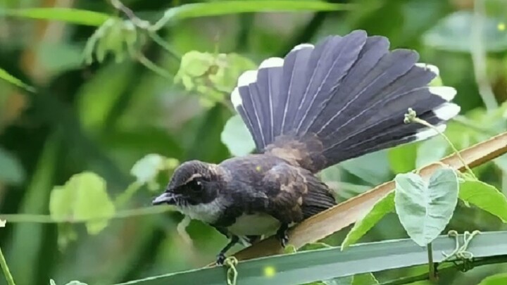 SUARA BURUNG SIKATAN KIPASS GACOR DENGAN SUARA AIR MENGALIR