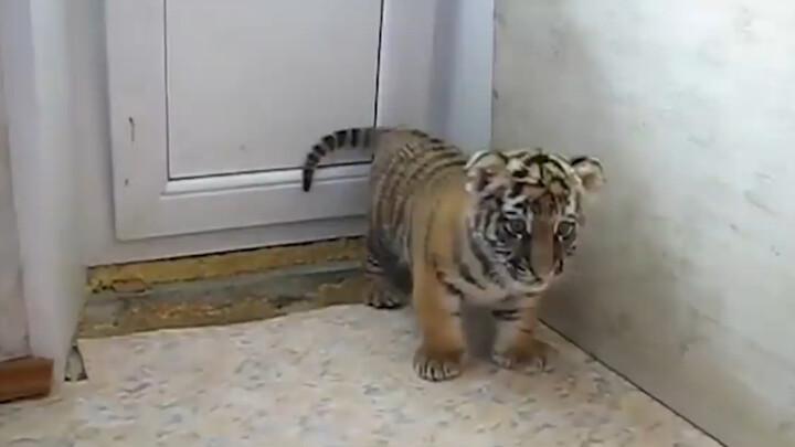 Binatang|Anak Harimau Dielus Bagai Kucing