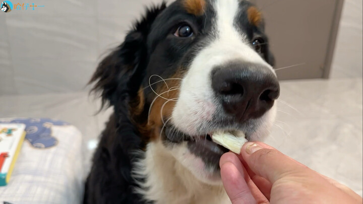 The Bernese mountain dog tries sugarcane for the first time—it's so smart, it even knows to eat the 