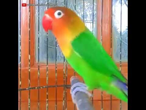 Ampuh banget... Pancingan Lovebird ngetik nyambung ngekek panjang