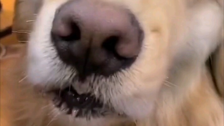 To be fair, this dog’s pronunciation is really quite standard!