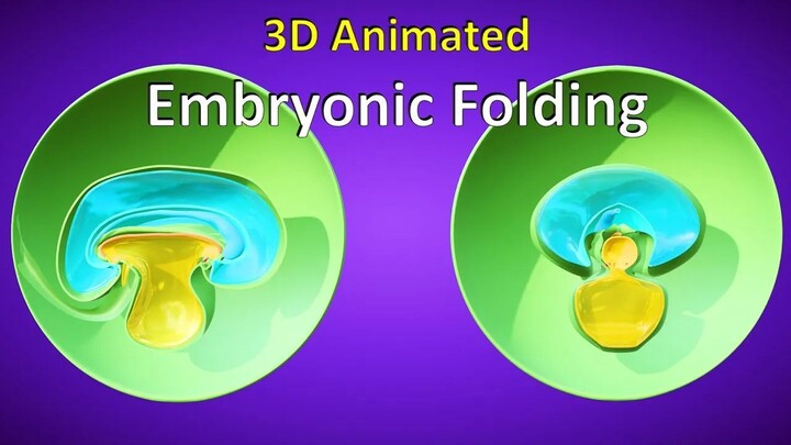3D Embryonic Folding Explained: Craniocaudal & Transverse Folding - 3D Animated Visual Lecture