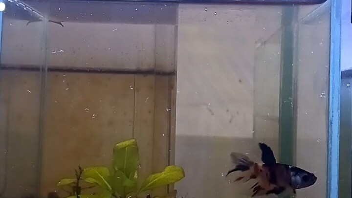 mengancam takkk guyss...😅😅