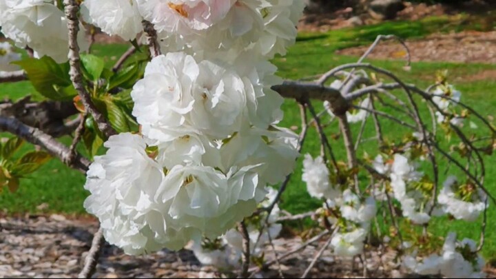 Spring Serenity at Cowra Japanese Garden
