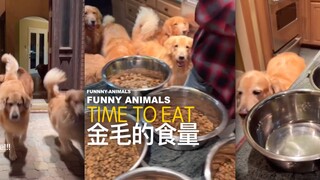 Gia đình giàu có nuôi mười một chú chó Golden Retriever, mỗi ngày chúng ăn thật nhiều!