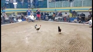 4 bullstag/cock combo last fight tapon sabaw Lose