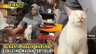 KOCAK BANGET! Kucing Ngantuk Berat Sambil Tertidur Saat Disuruh Jagain Warung! OTW Dipecat 😂