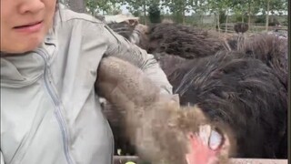 Halo, apakah ini Asosiasi Konservasi Burung Unta? Oh, oke, saya salah sambung.