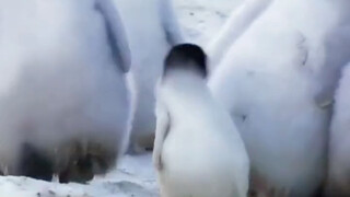 Where is this kindergarten? I really want to go see QQ Penguin!