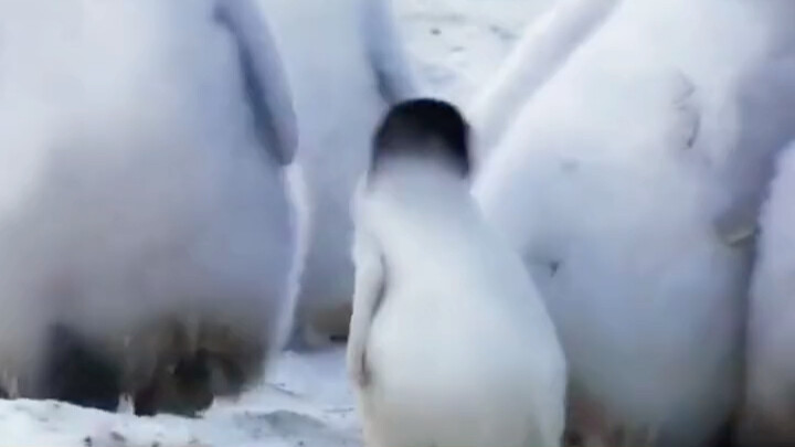 أين تقع هذه الروضة؟ أتوقُ جدًا لرؤية طيور البطريق QQ!