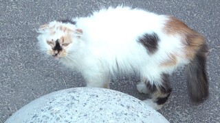 A strange but beautiful cat lives on the street