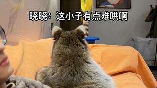 俩人又吵架了#浣熊 #搞笑