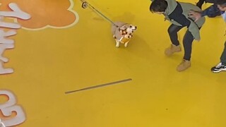 Awalnya tidak bisa dicabut, tapi begitu melihat camilannya dimakan, kaki pendek kecil itu meledak ka