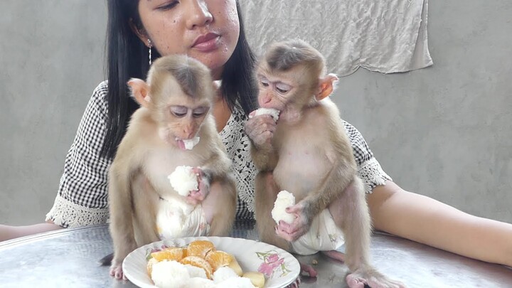 Two Little Boy Monkey Maki And Maku Enjoying Eating Rice With Fruits Daytime