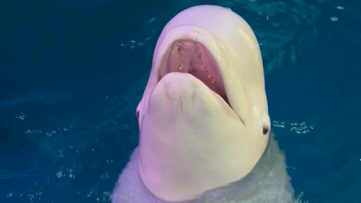 Speaking in plain language, Da Bai is still mad.