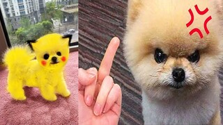 Funny and Cute Dog Pomeranian 😍🐶| Funny Puppy Videos #122