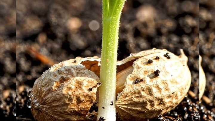 peanut growth