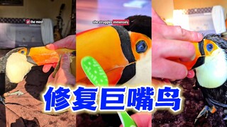 修复巨嘴鸟（活的）