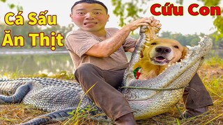 Thú Cưng TV | Tứ Mao Đại Náo #48 | Chó Golden Gâu Đần thông minh vui nhộn | Pets cute smart dog