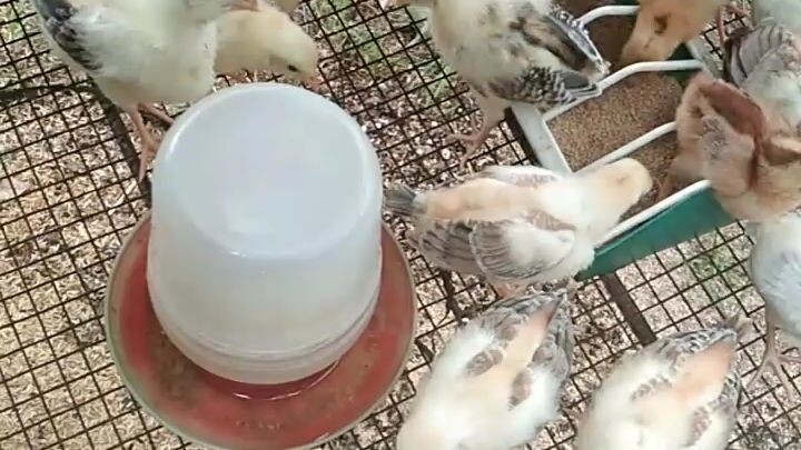 chicks with probiotics