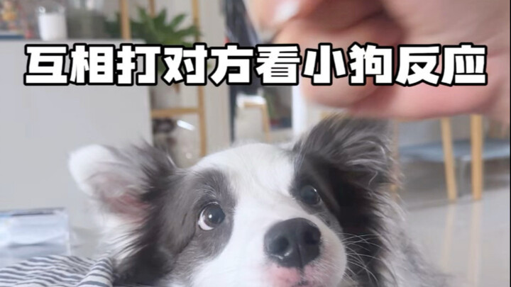 Jelas sekali anjing lebih menyukai siapa, kan?