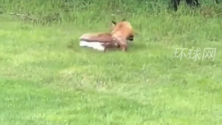 Rusa kecil dikepung oleh serigala, tapi sang ibu tiba lebih dulu daripada BLEACH #Emosi#Penyembuhan#