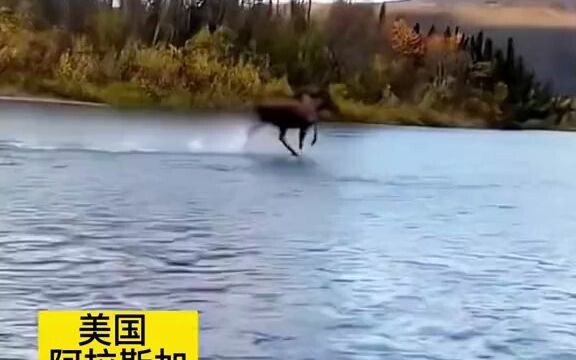 Người đàn ông gặp nai sừng tấm lội nước chạy thục mạng, cư dân mạng bình luận: Chẳng phải là “Thiết 