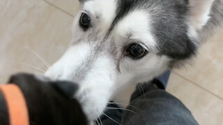 The mother dog's reaction after stealing the Husky's baby