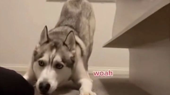 Pit Bull: I'm giaogiao!