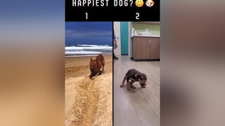 Which is the happiest dog??  Don’t forget to follow the boss😎😎. fyp foryou foryoupage viral happydog dog pets doggosoftiktok dogsofttiktok