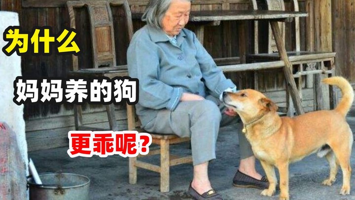 It turns out a dog's personality is actually related to its owner like this!?