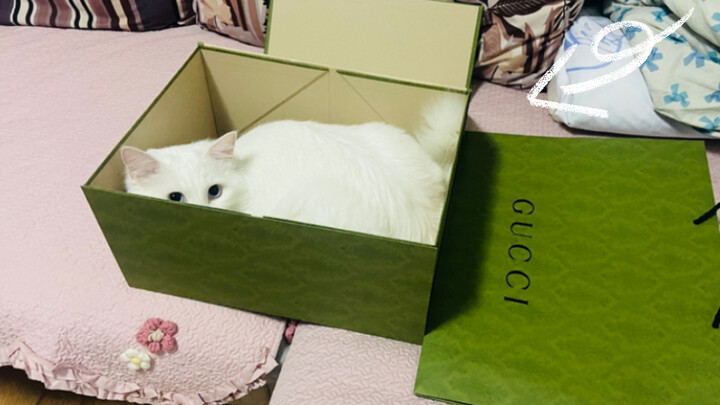 About how my mom went to talk to the cat after I got bitten