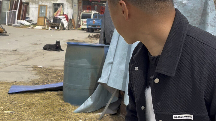 The large dogs you’ve all been wanting to see