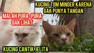 Reaksi Kucing Tom Minder Melihat Kucing Cantik Jelita..!