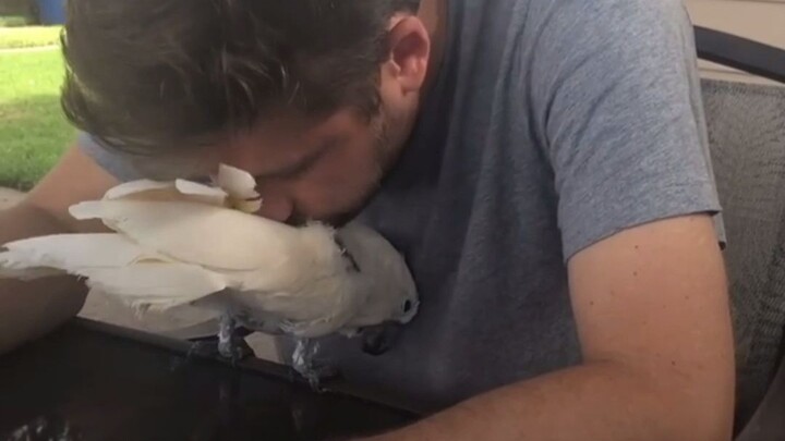 After its owner passed away, the parrot was so grief-stricken that it plucked out its own feathers..