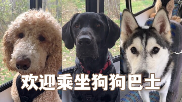 Didi 🚌 Welcome aboard the Dog Bus! Safety Officer Bama is here to serve you today~