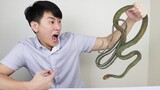 [Cảnh lật xe] Tôi muốn mua thịt rắn để làm video đồ ăn nhưng người bán lại gửi cho tôi một con rắn s