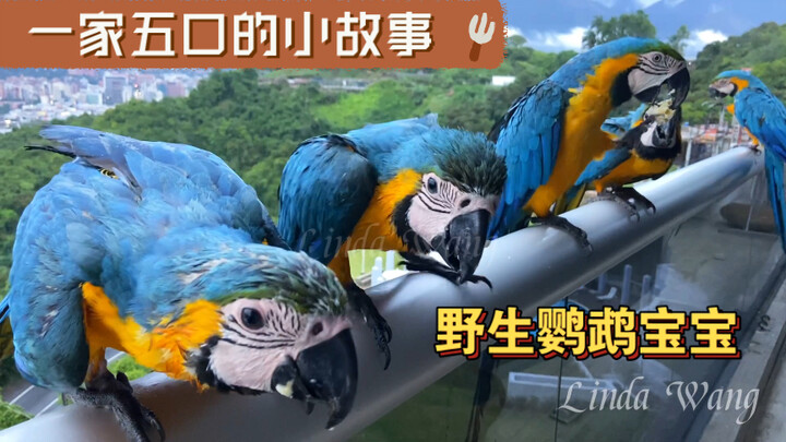 The parrot parents brought their three little ones over to my place. The three baby parrots, just a 