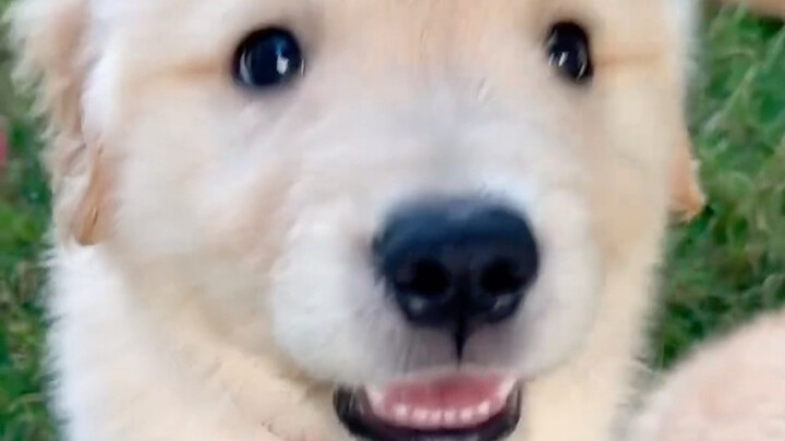 อย่าเศร้าไปเลย น้องหมาจะหอมให้～