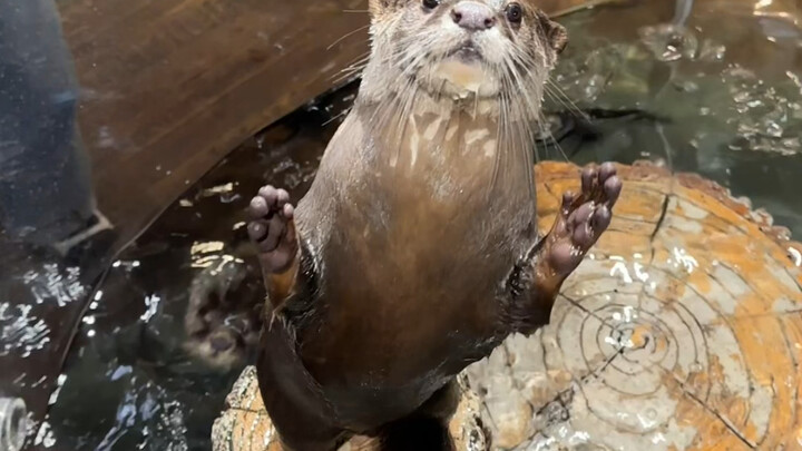 How could anyone not love such a pure and adorable otter!