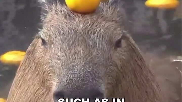 Capybara | Hewan dengan kondisi mental paling stabil di dunia