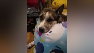 ยังเหมือนเดิม คำตอบก็ยังเหมือนเดิมไม่เคยเปลี่ยนนน ฮัสกี้เลือดผสม สวนสัตว์tiktok ตลก สัตว์โลกน่ารัก