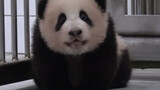 A panda family video