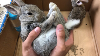 网购2只“比利时野兔”据说可以养到十几斤，小伙直接搭窝伺候！