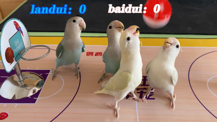 A Parrot Basketball Team Aiming at NBA